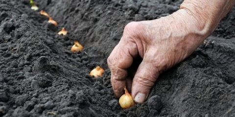 Kada saditi luk na repu